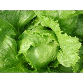 Laitue batavia Dorée de printemps