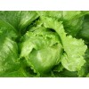 Laitue batavia Dorée de printemps