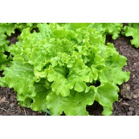 Laitue batavia Blonde de Paris
