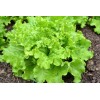 Laitue batavia Blonde de Paris