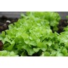 Graines de Laitue feuille de chêne Blonde