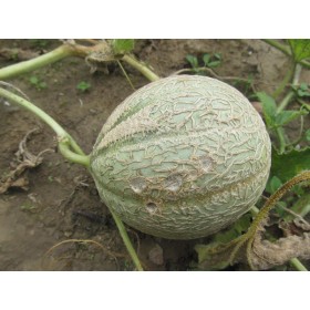 Melon Stellio 2