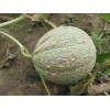 Graines de Melon Stellio