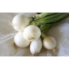 Oignons blanc Hâtif de Paris