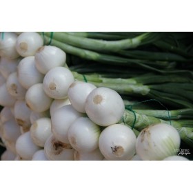 Oignons blanc Hâtif de Paris 2