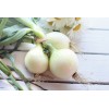 Graines d'Oignons blanc hâtif de Paris