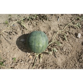 Pastèque Sugar baby 2