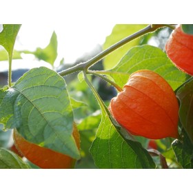 Physalis Peruviana coqueret du Perou 2