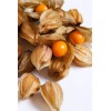 Graines de Physalis Peruviana coqueret du Perou