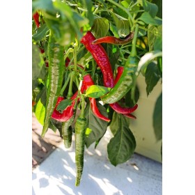 Piment Cayenne