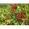 Graines de Piment de Cayenne