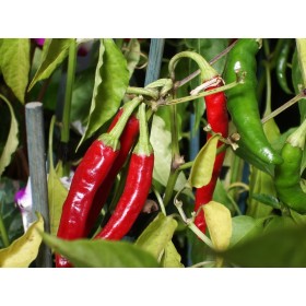 Piment Doux des Landes