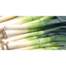 Poireau Bleu de solaise