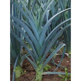 Poireau Bleu de solaise 2