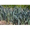 Graines de Poireau bleu de Solaise