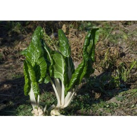 Poirée ( blette) Verte à carde blanche