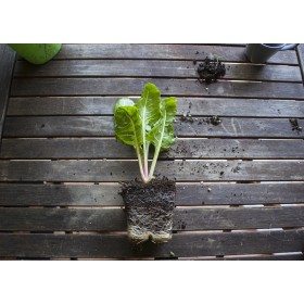 Poirée ( blette) Verte à carde blanche 2