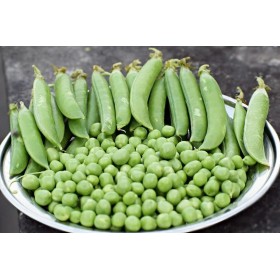 Pois  Nain petit provençale