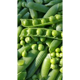 Pois  Merveille de Kelvedon