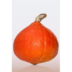 Potimarron Uchiki kuri