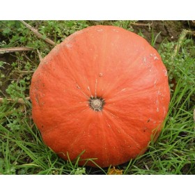 Potiron Rouge d'Etampes