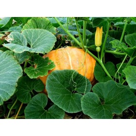 Potiron Jaune gros de Paris