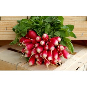 Radis Long Pernot clair