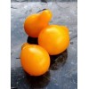 Tomate Poire jaune