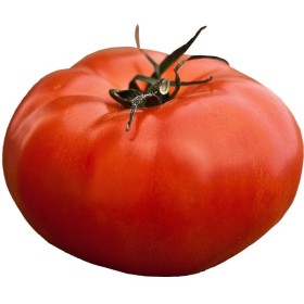 Tomate Fournaise