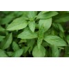 Basilic fin vert A petites feuilles