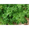 Cerfeuil Frisé double