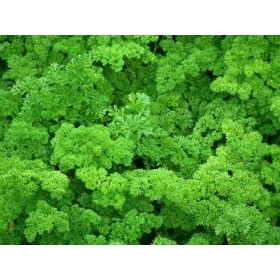 Persil Frisé vert foncé double
