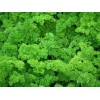 Persil Frisé vert foncé double