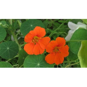 Capucine  Naine tom pouce