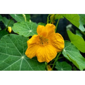 Capucine  Naine tom pouce 2