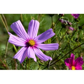 Cosmos Sensation varié