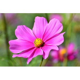 Cosmos Sensation varié 2