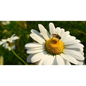 Grande marguerite Reine de mai 2