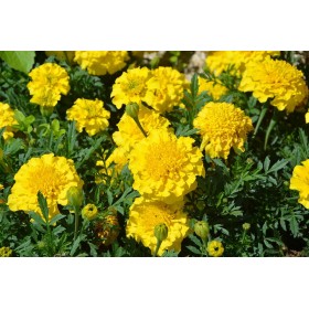 Œillet d'inde Double nain varié 2