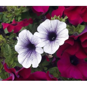 Graines de Pétunia nain compact varié