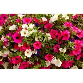 Graines de Pétunia nain compact varié 2