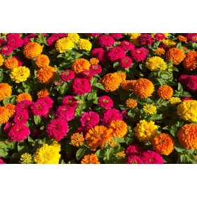 Zinnia A fleur de dahlia varié