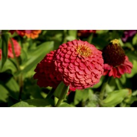 Zinnia A fleur de dahlia varié 2
