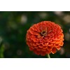 Graines de Zinnia à fleur de dahlia varié