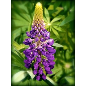 Lupin géant de Russel varié