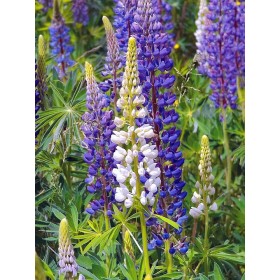 Lupin géant de Russel varié 2
