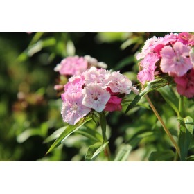 Œillet des Poètes  double varié