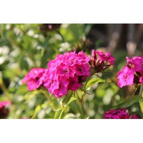 Œillet des Poètes  double varié 2