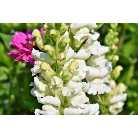 Muflier 1/2 nain Majestic varié 2