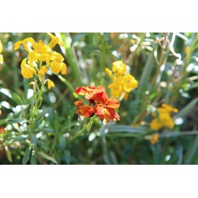 Giroflée ravenelle variée 2